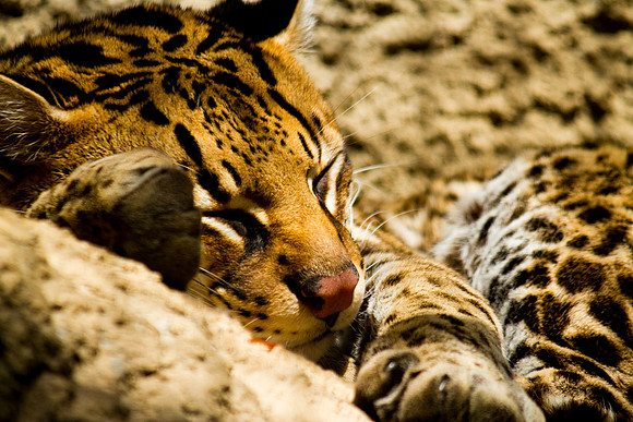 Sweet Spotted Cub